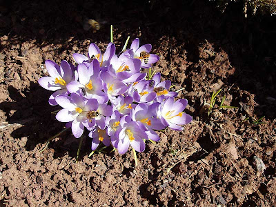  This little patch of flowers was just swarming with bees and flies.