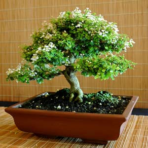tips bonsai tree