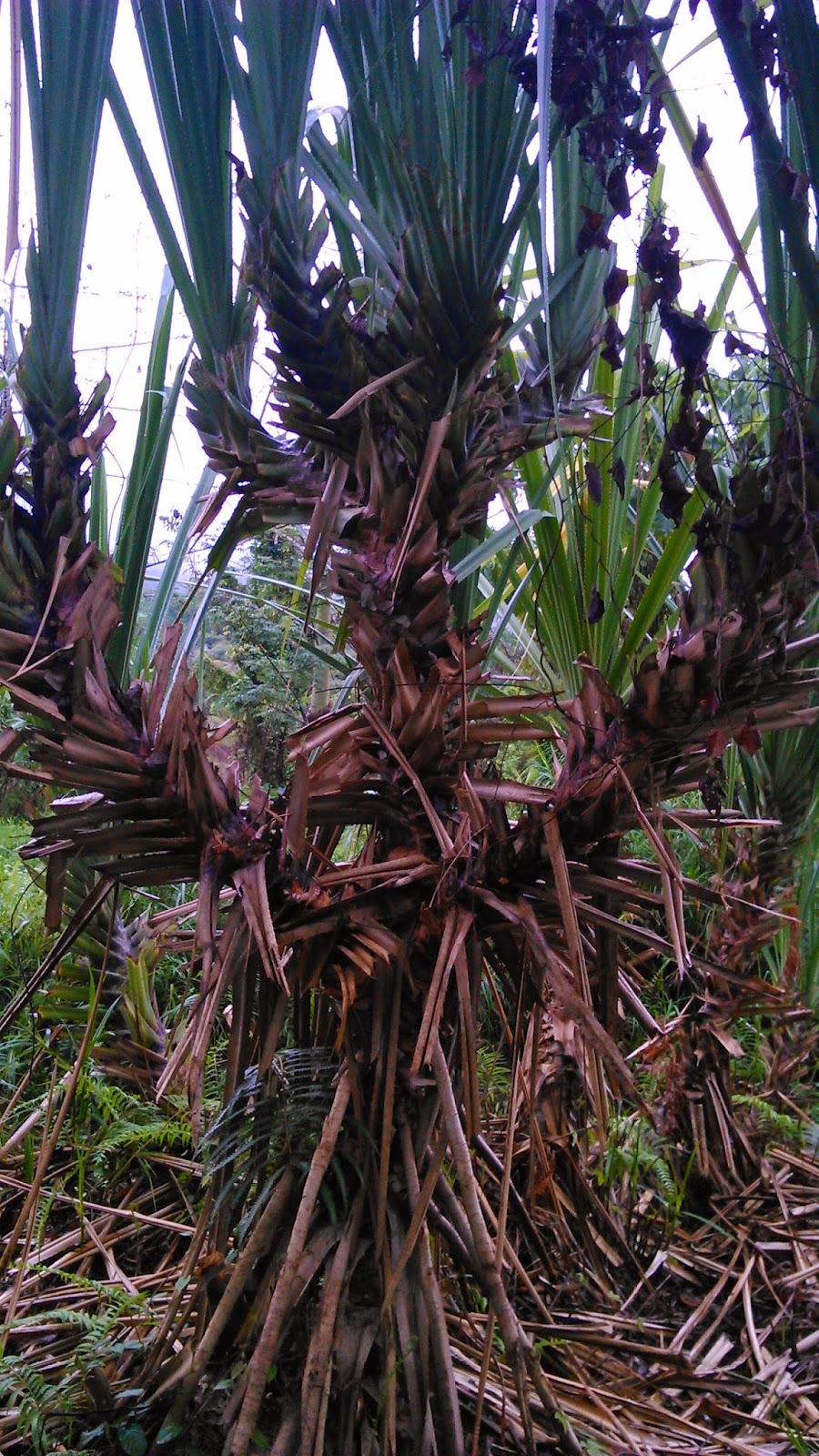 Jom Buat Sendiri asal pokok mengkuang  dan tikar mengkuang 