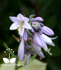 Single hosta flower, how to collect hosta blooms