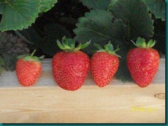 July 5 2012 Garden Pictures 026