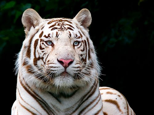 wallpaper white tiger. Wild Animal is a tiger that is