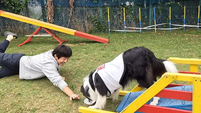 保護犬 ボーダーコリー トーマ アジリティ