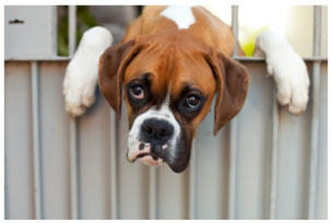 Choosing a Boxer as a Pet