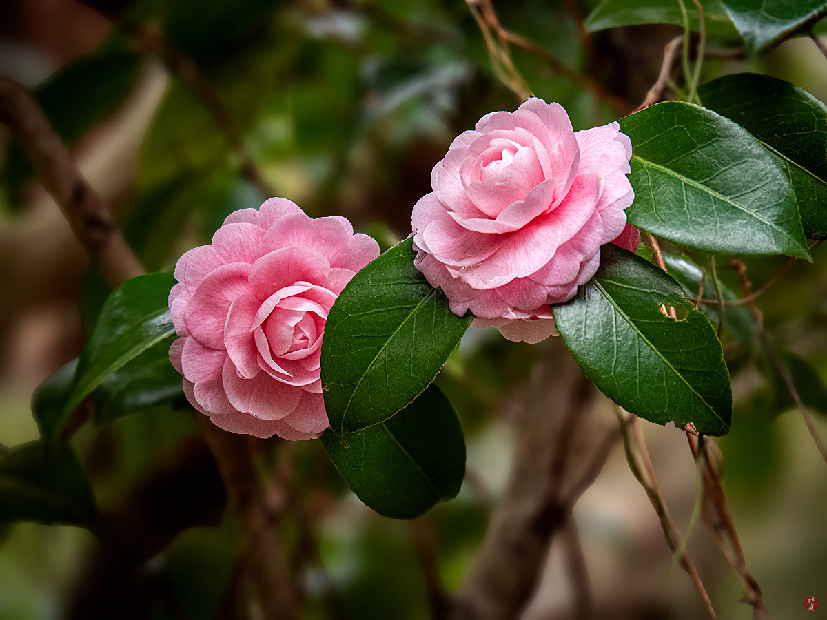 Camellias all around! (Yukimaru and Guren FA)