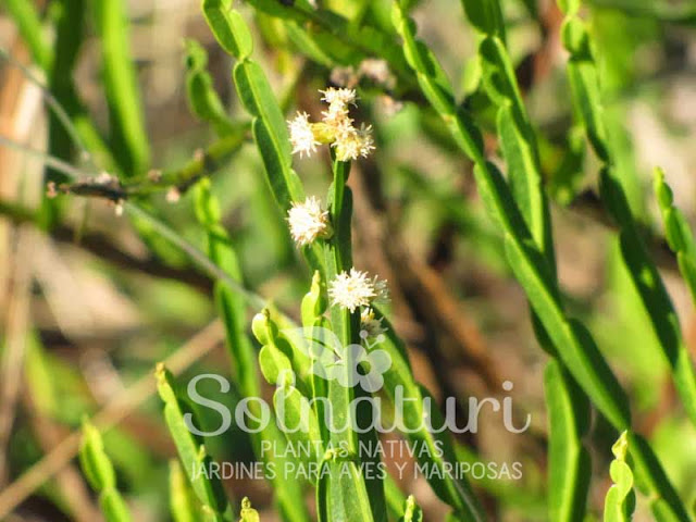 Carqueja Baccharis trimera