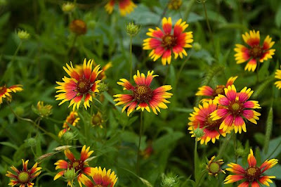 Wildflowers