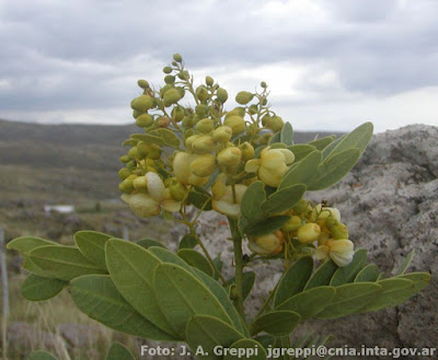 flora del monte Senna subulata