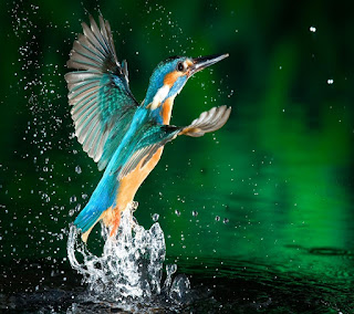 Beautifull Birds HD Desktop Wallpaper Photos