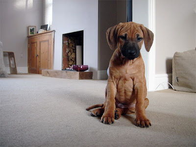 Rhodesian Ridgeback Puppies Pictures