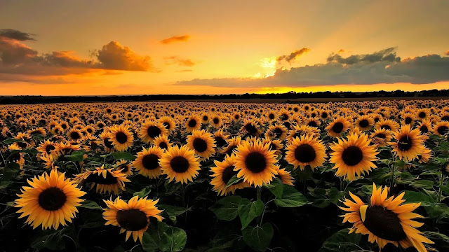 Sunflowers