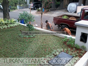 Tukang Taman Depok Murah & Profesional - Proses Pembuatan Taman Rumput Minimalis Halaman Rumah