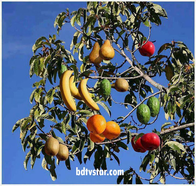 Amazing Mango Tree