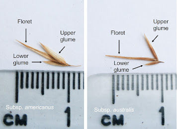 The glumes of subspecies americanus and australis along a metric ruler.