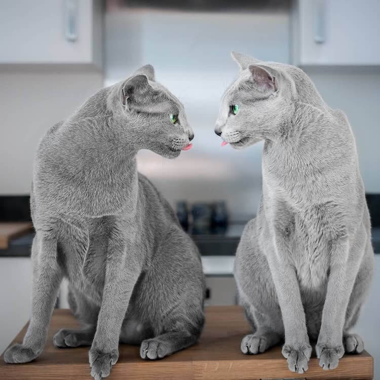 Stunning Pictures Of Silver Cat Sisters With Gorgeous Green Eyes