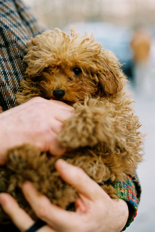 New York and Paris Fashion Weeks AW 2012... Puppy Love