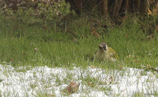 Pic-vert chassant dans la terre du jardin