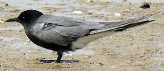 Black tern