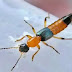 Corona & acid fly: कोरोना के बाद अब एसिड मक्खी ने मचाया कहर, 100 से ज्यादा हुए संक्रमित...