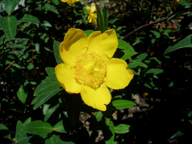 HIPÉRICO: Hypericum calycinum