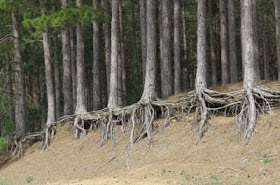 bare roots