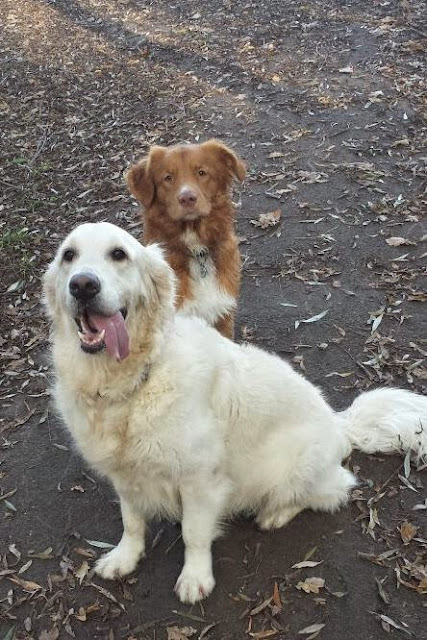 Golden Retriever Toller