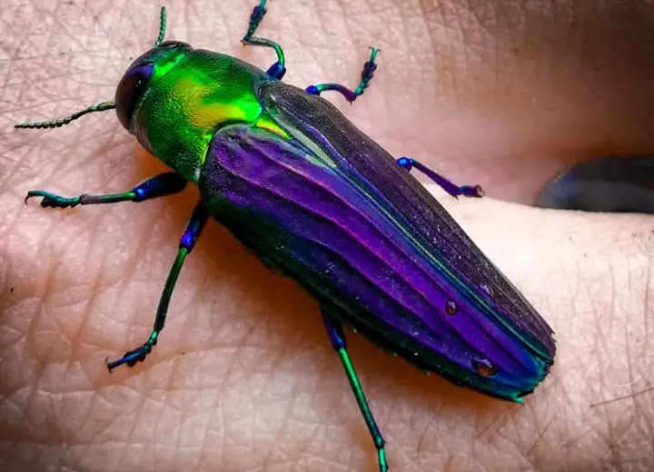 12 Most Beautiful Insects That Can Be Your Friend