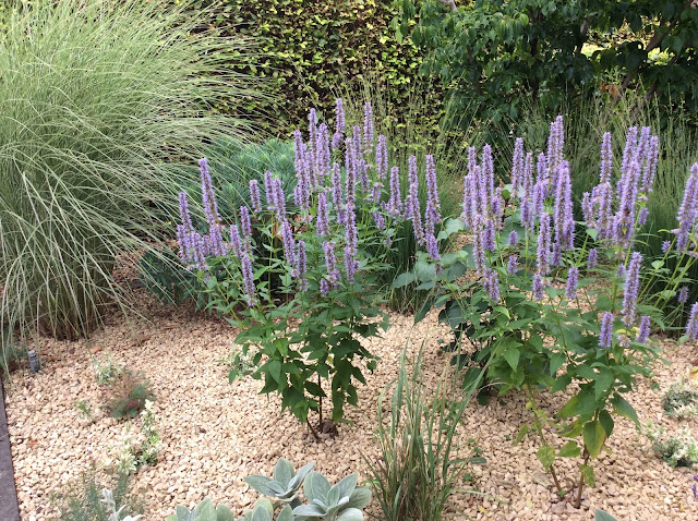 Planten in worteldoek met grind: Agastache 'blue fortune'  en Miscanthus sinensis 'Morning light'.