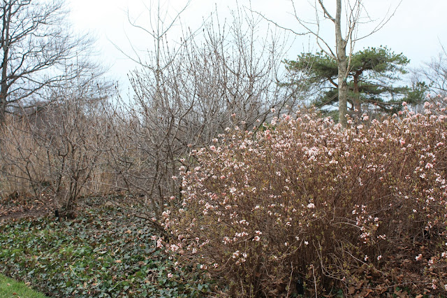 tree in bloom at Chicago Botanic Garden