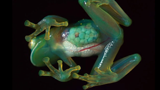 Glass Frog