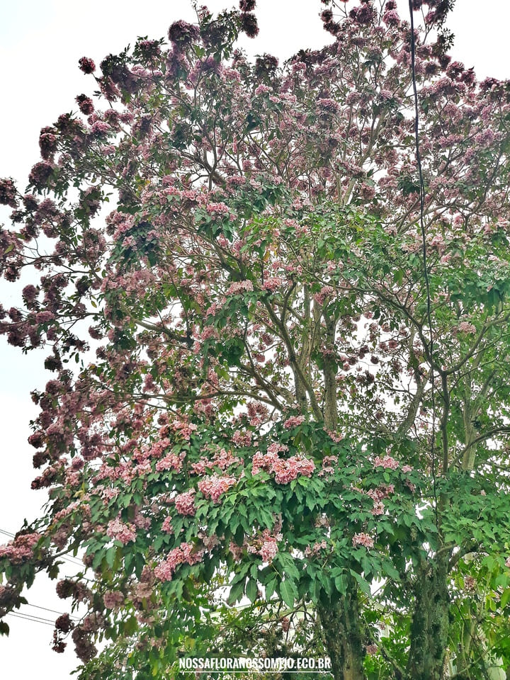 Ipê-rosa florido com a presença parcial da sua folhagem