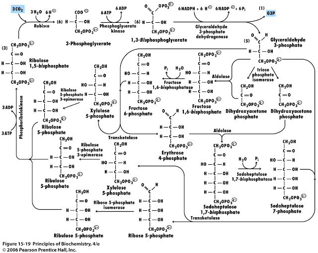 Calvin Benson Cycle