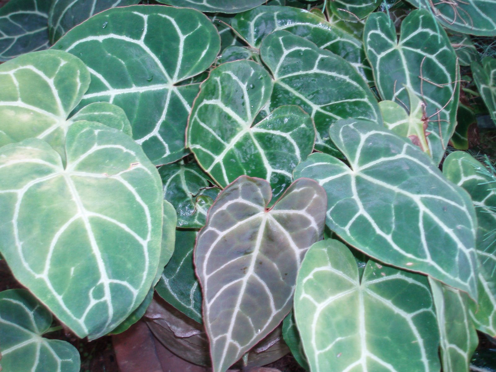  POHON KUPING GAJAH  Anthurium crystallinum JUAL TANAMAN 