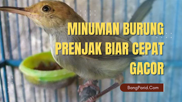 Minuman Burung Prenjak Biar Cepat Gacor
