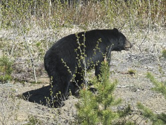 bear11