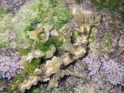 Synaptid Sea Cucumber (Family Synaptidae)