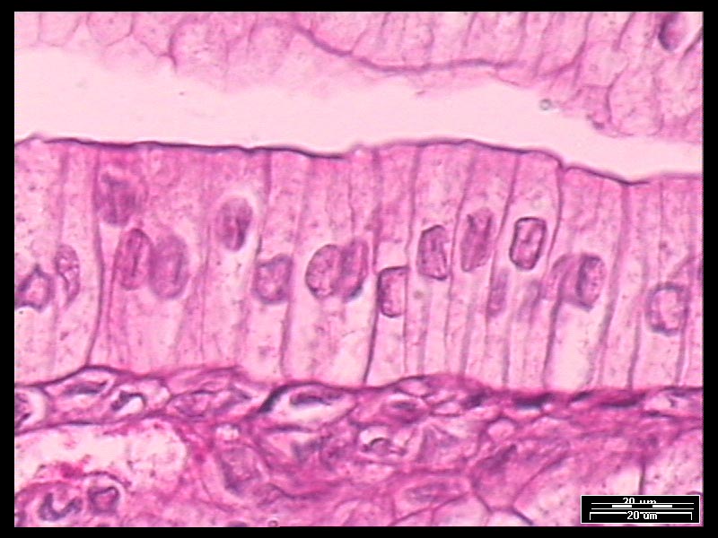 (3) Simple columnar epithelium: It consists of single layer of elongated 