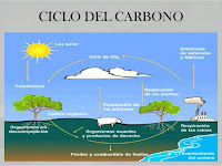 Resultado de imagen para dibujo sobre el ciclo del carbono