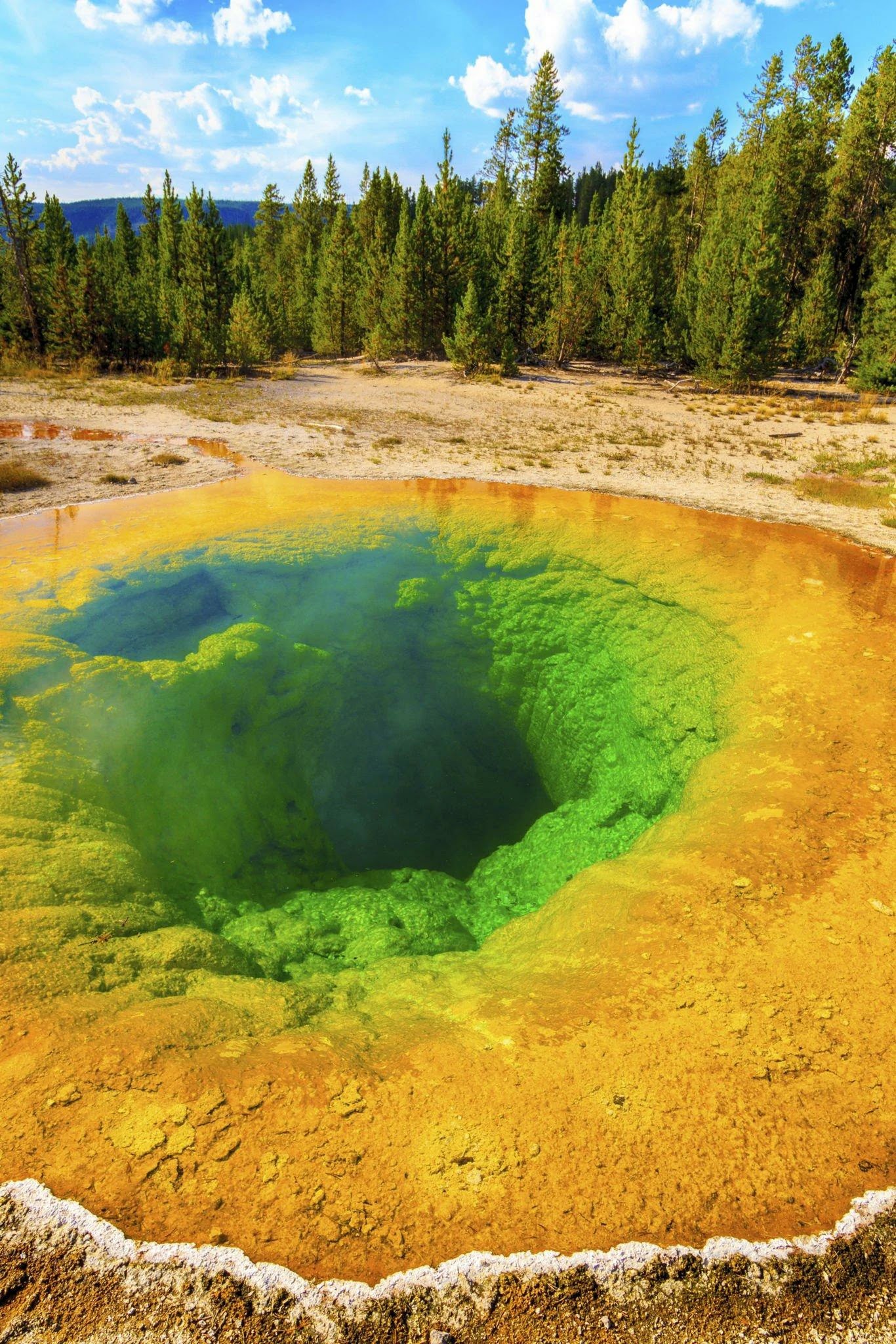 In Yellowstone Caldera, Wyoming, you can observe golden-brown bacterial mats located along the outer edges of two distinct pools in the Upper Geyser Basin. These pools, known as Chromatic Beauty Pools, have a central area with intensely hot water at approximately 199°F, gradually cooling as you move away from the center. Around the periphery of the pools, at temperatures as low as 163°F, cyanobacteria thrive and give the water its distinct coloration. (Source: Tasha Sturm, Cabrillo College, Aptos, CA)