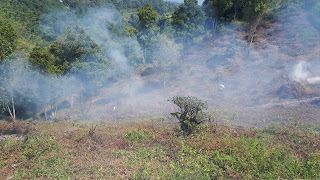 Kebun Produktif Kota Walini Avocado Land