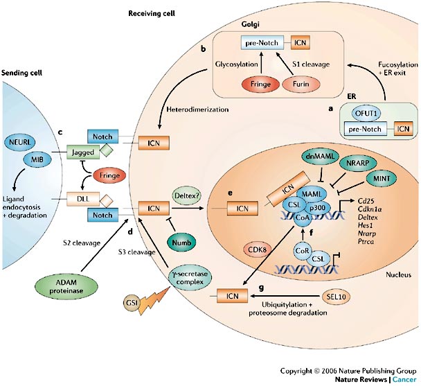 cancer signaling pathways. The Notch signaling pathway,