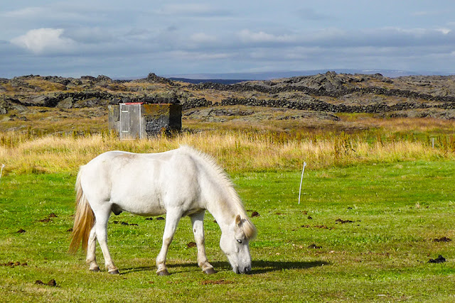 Kuc, koń islandzki - Kocewiak - Kartki z podróży