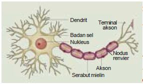  Berikut ini akan dibahas tentang struktur jaenteng binatang Struktur dan Fungsi Jaenteng Sel Saraf Neuron Pada Hewan