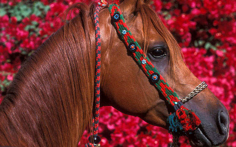 [Beautiful+Colors+of+Horses.jpg]