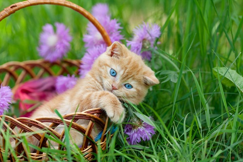 Cat Picture with Flowers