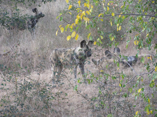 African Wild Dogs