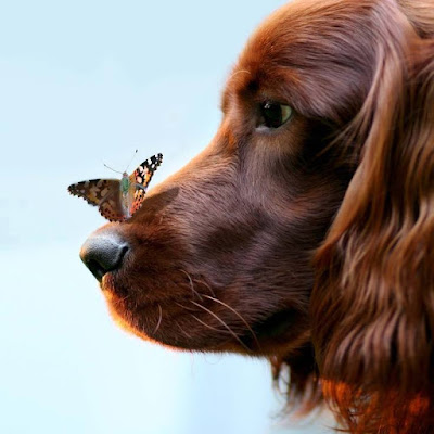  love the dog and the butterfly