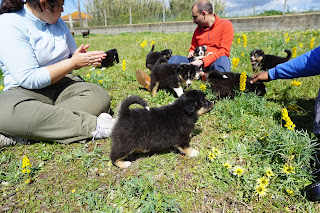 Australian Shepherd puppies