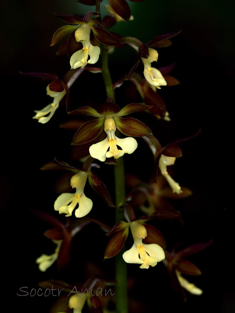 Calanthe discolor