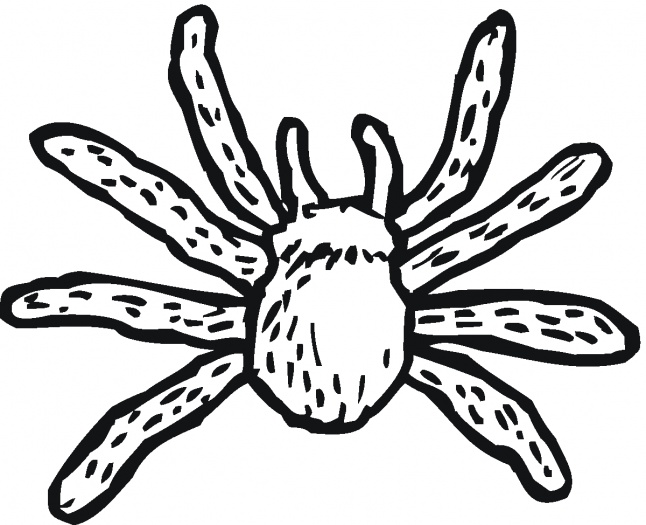 Black Spider Coloring Pages Of Animals title=